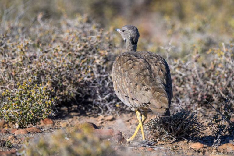 Karoo korhaan south africa 5