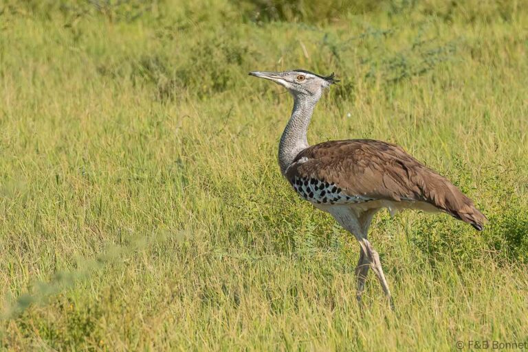 Kori Bustard_Botswana-3