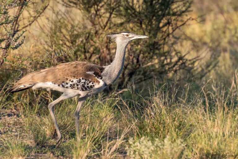 Kori Bustard_Botswana-4