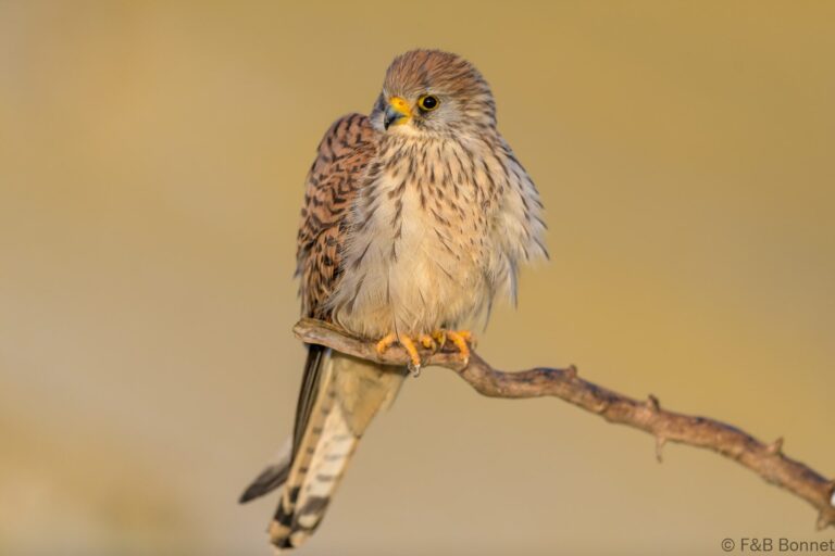 Lesser Kestrel_Spain-1