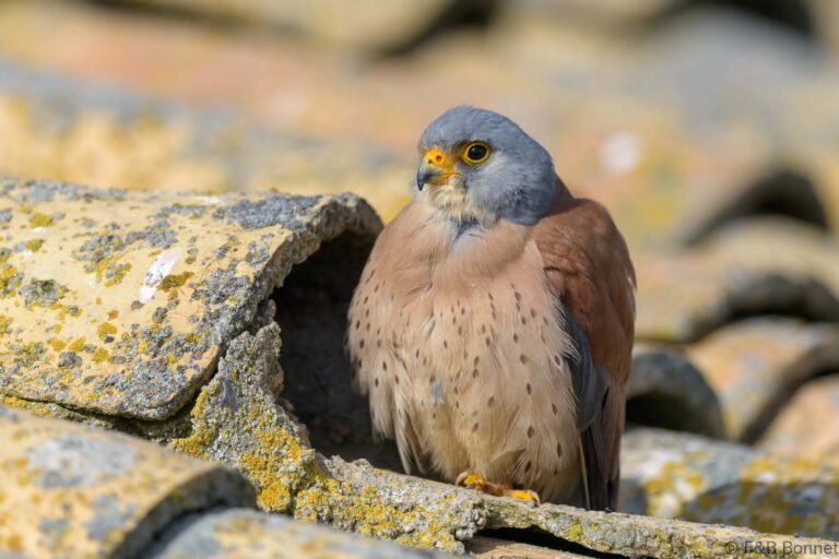 Lesser Kestrel_Spain-10