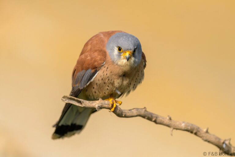 Lesser Kestrel_Spain-11