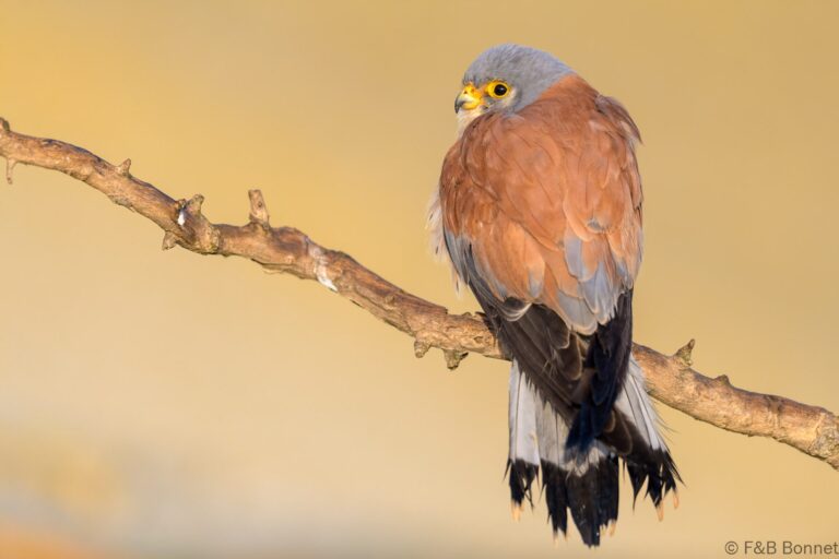 Lesser Kestrel_Spain-2