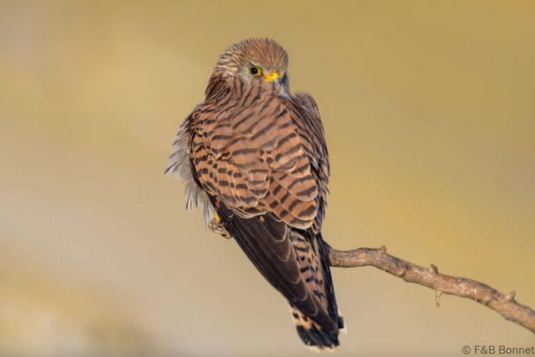 Lesser Kestrel_Spain-3