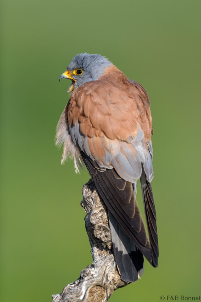 Lesser Kestrel_Spain-4