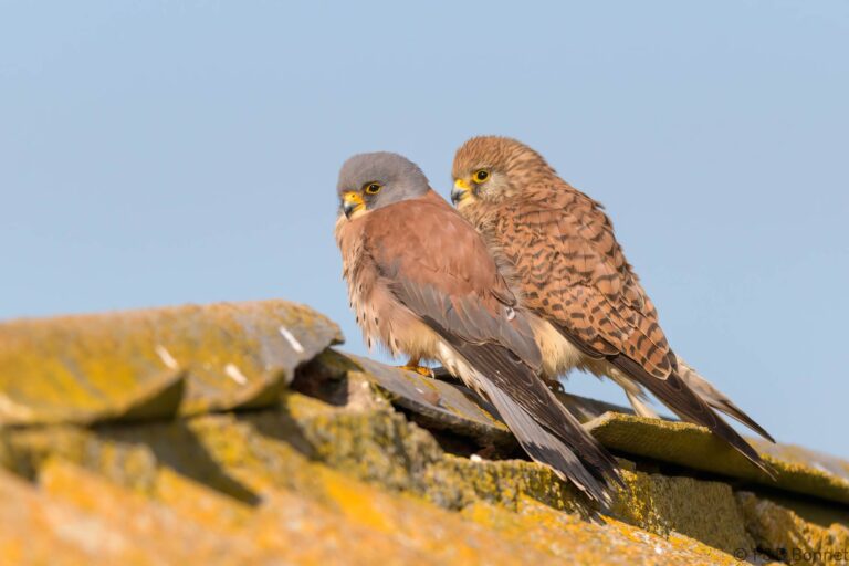 Lesser Kestrel_Spain-5