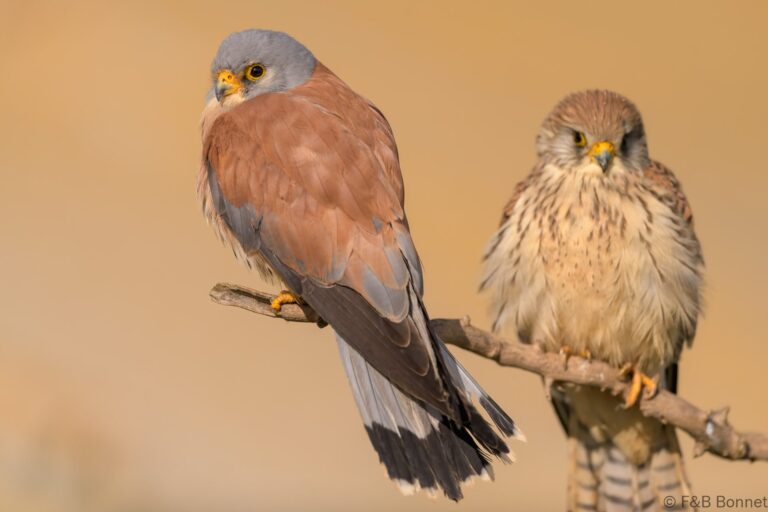 Lesser Kestrel_Spain-6