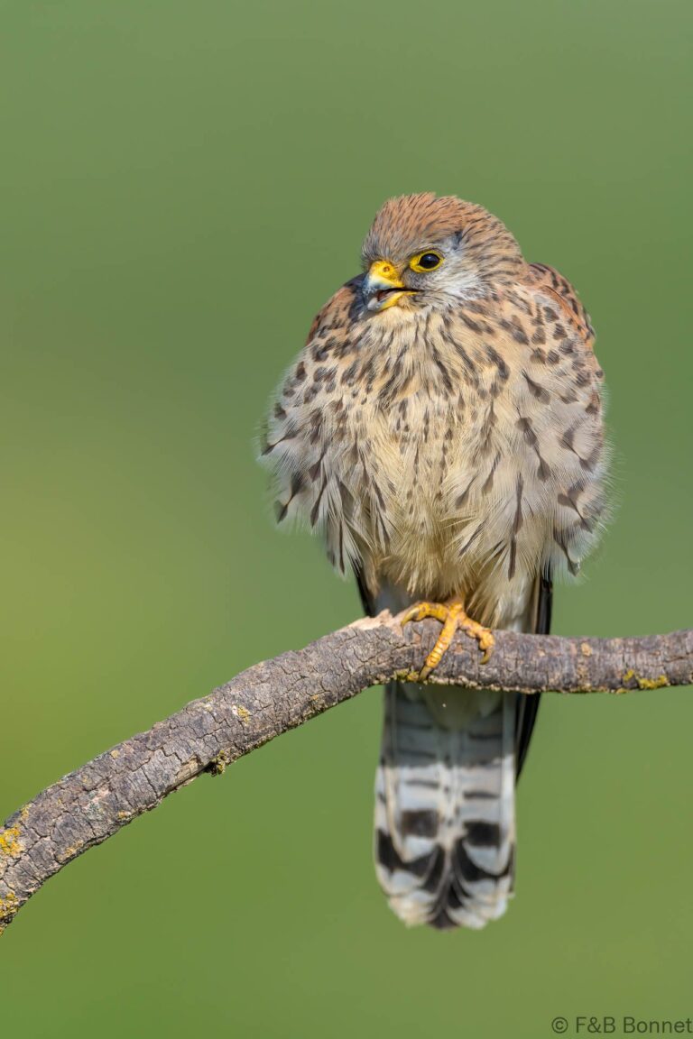 Lesser Kestrel_Spain-7