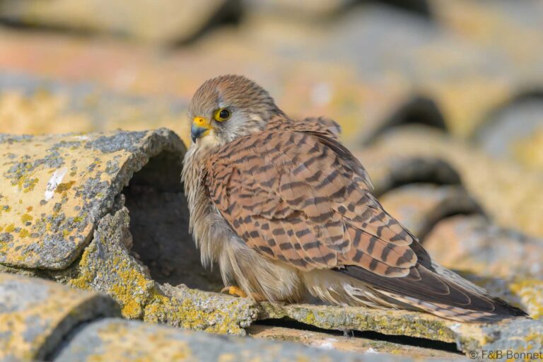 Lesser Kestrel_Spain-8