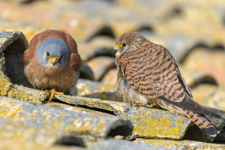 Lesser Kestrel_Spain-9