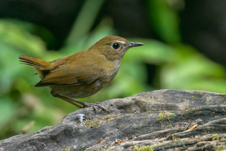 Lesser Shortwing_Thailand-1