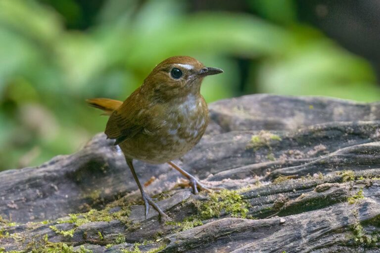 Lesser Shortwing_Thailand-2
