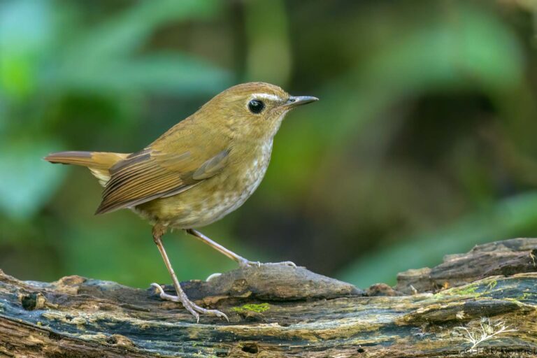Lesser Shortwing_Thailand-3