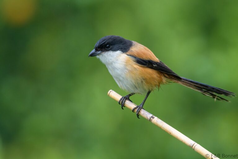 Long-tailed Shrike_Thailand-1