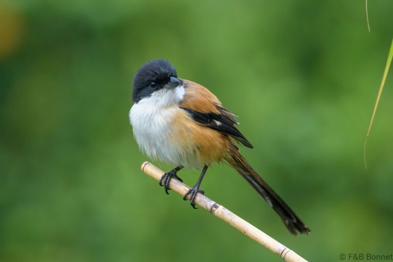 Long-tailed Shrike_Thailand-2