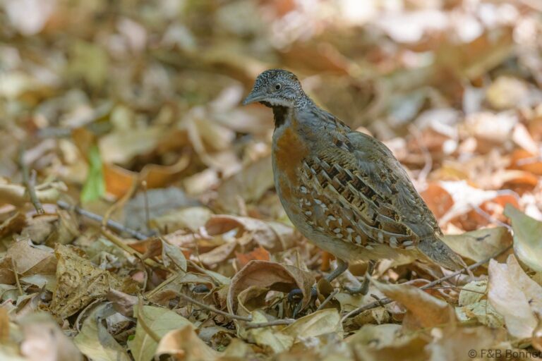 Madagascar Buttonquail_Madagascar-2