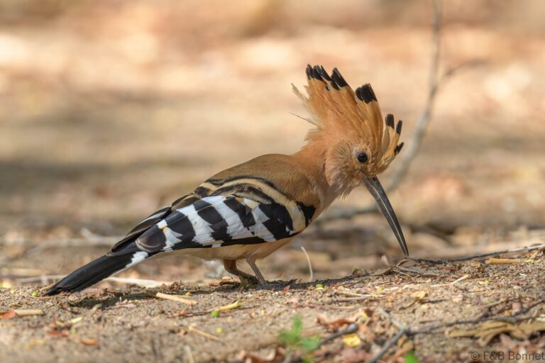 Madagascar Hoopoe_Madagascar-4
