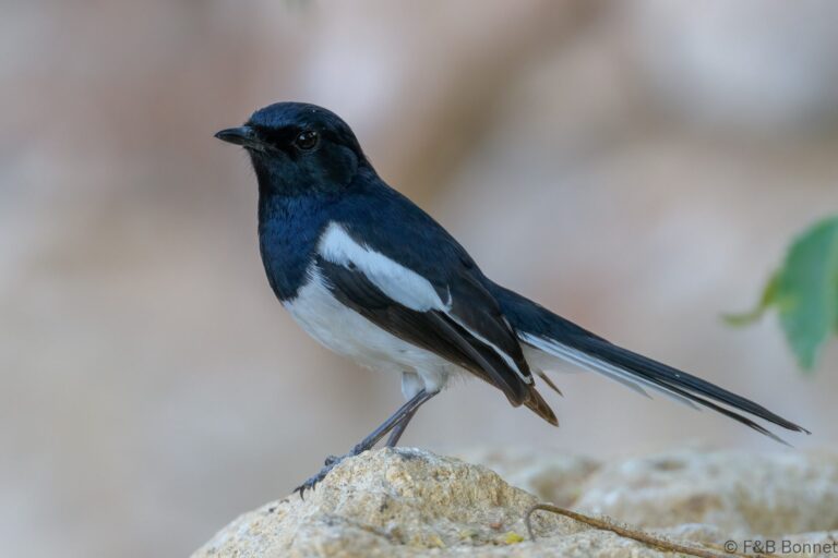 Madagascar Magpie-Robin_Madagascar-1