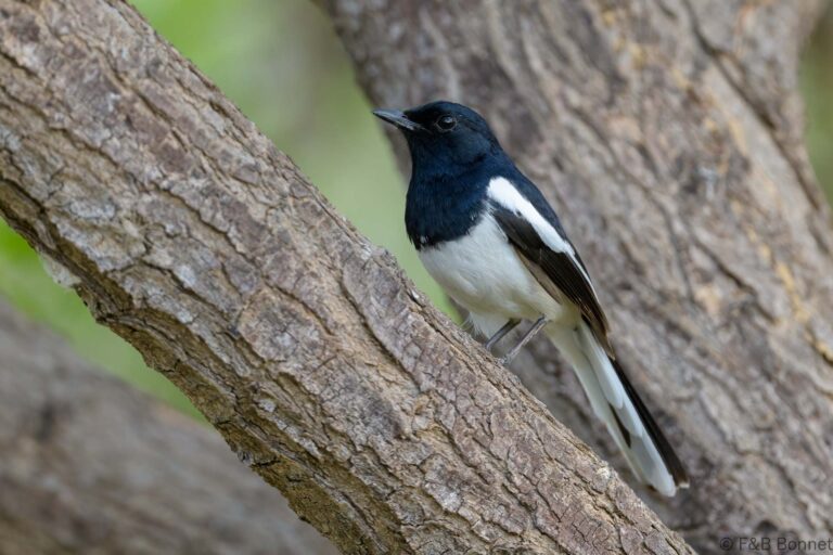 Madagascar Magpie-Robin_Madagascar-2