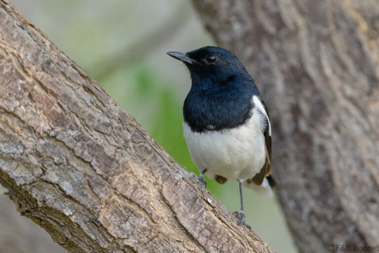 Madagascar Magpie-Robin_Madagascar-3