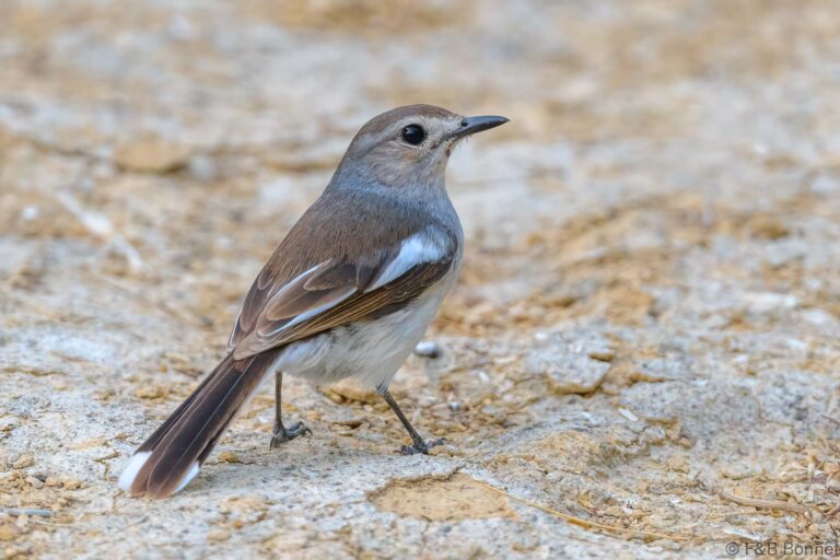 Madagascar Magpie-Robin_Madagascar-4