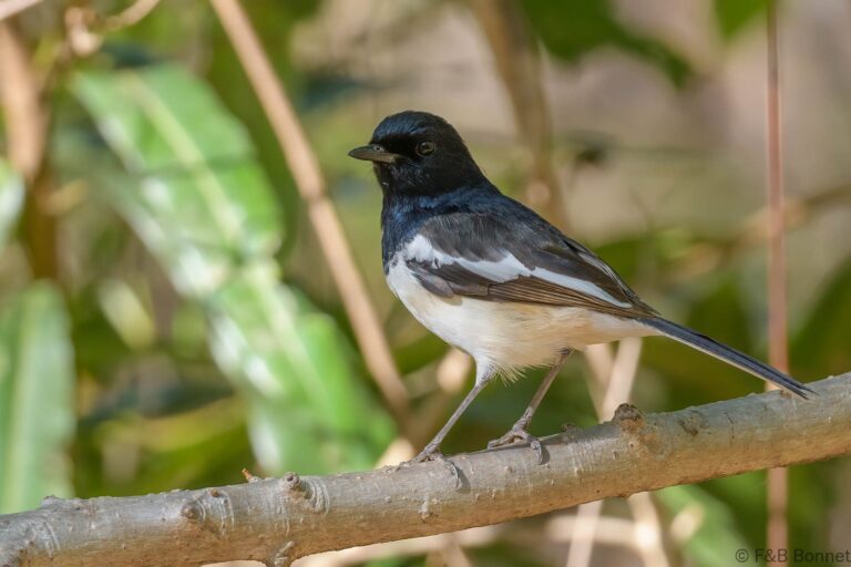 Madagascar Magpie-Robin_Madagascar-5