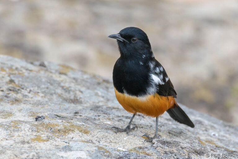Mocking Cliff-Chat_South Africa-1