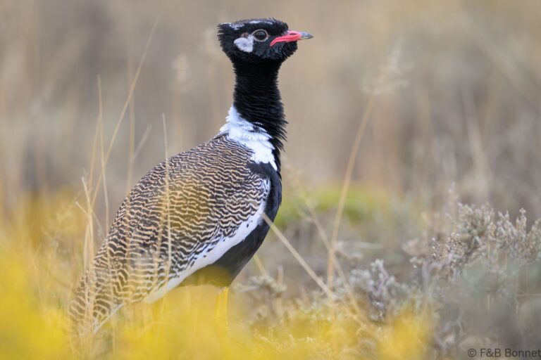 Northern black korhaan south africa 7