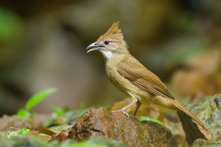 Ochraceous Bulbul_Thailand-10