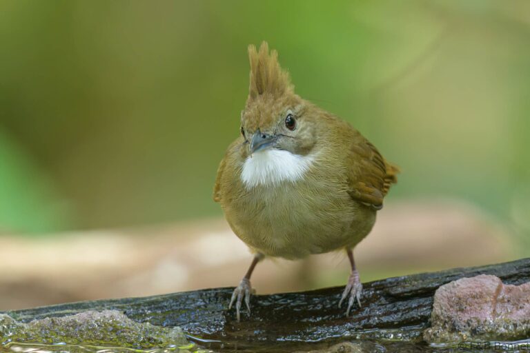 Ochraceous Bulbul_Thailand-7