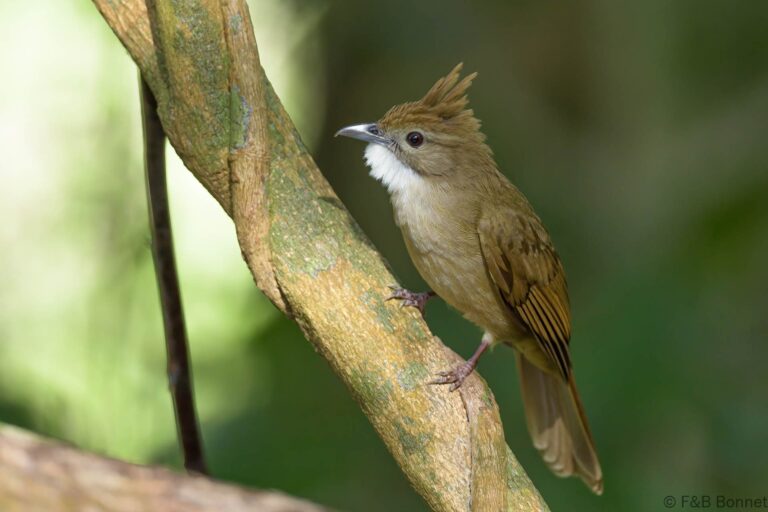 Ochraceous Bulbul_Thailand-8