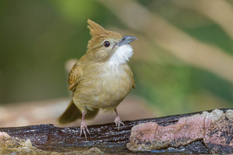 Ochraceous Bulbul_Thailand-9