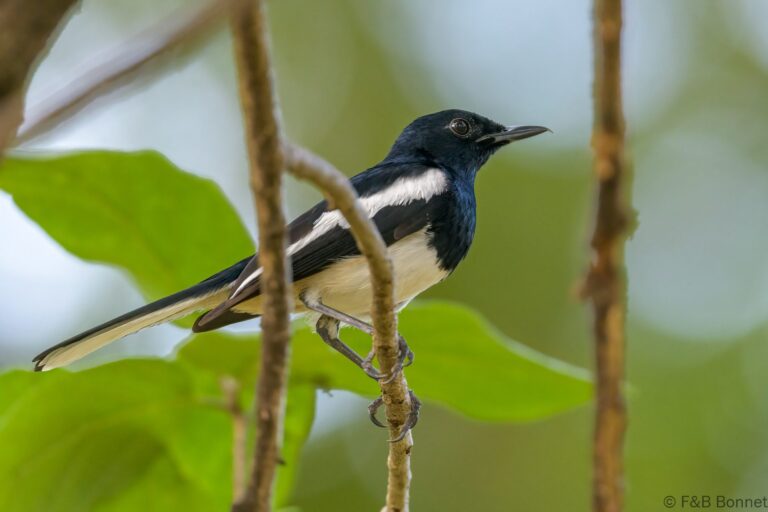 Oriental Magpie-robin_Thailand-1