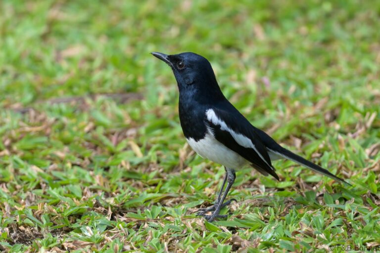 Oriental Magpie-robin_Thailand-2