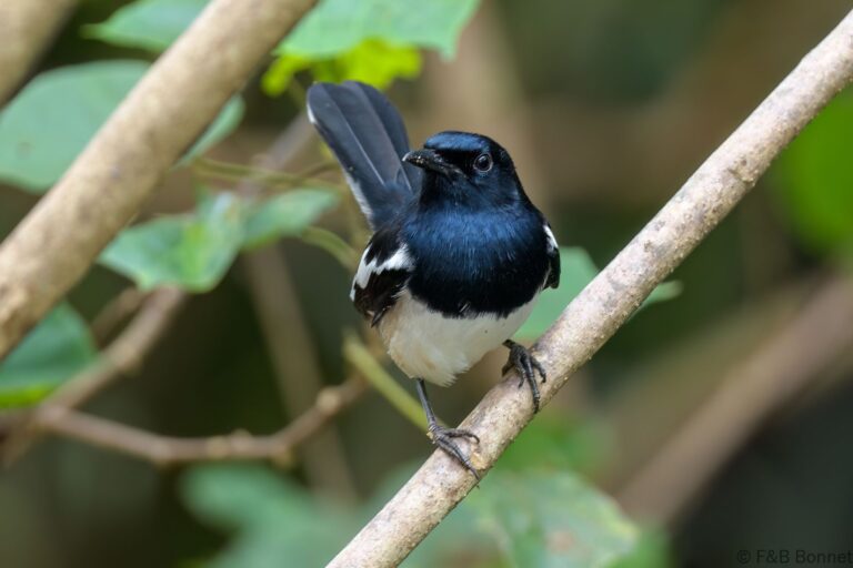 Oriental Magpie-robin_Thailand-3