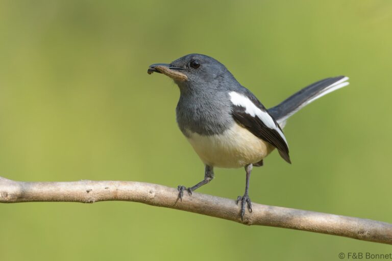 Oriental Magpie-robin_Thailand-4