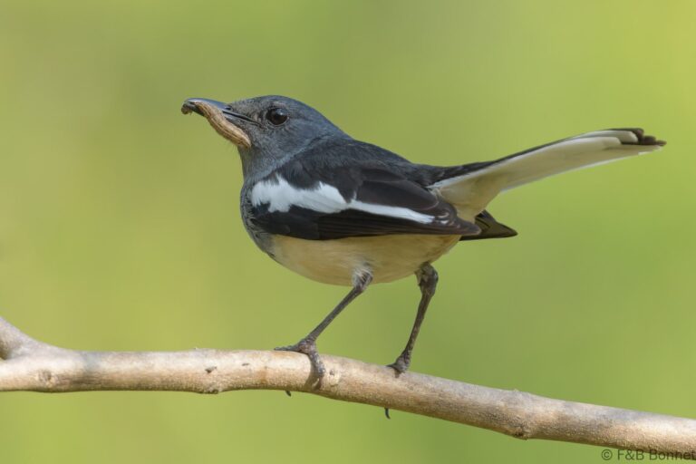 Oriental Magpie-robin_Thailand-5