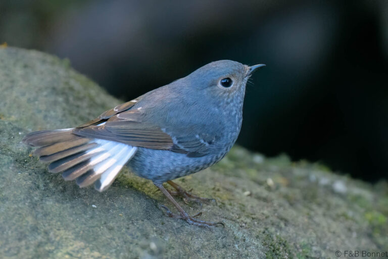 Plumbeous Water Redstart_Thailand-1