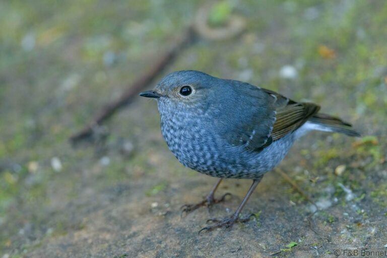 Plumbeous Water Redstart_Thailand-2