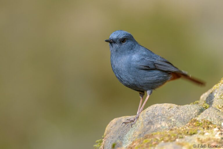 Plumbeous Water Redstart_Thailand-3