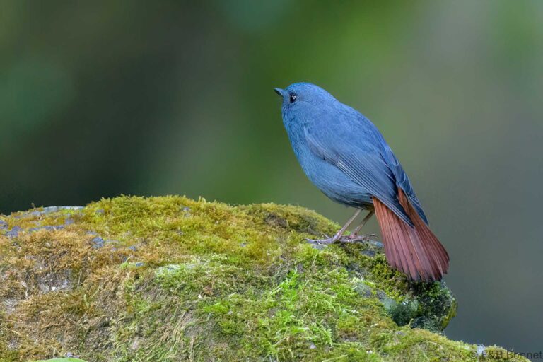 Plumbeous Water Redstart_Thailand-4