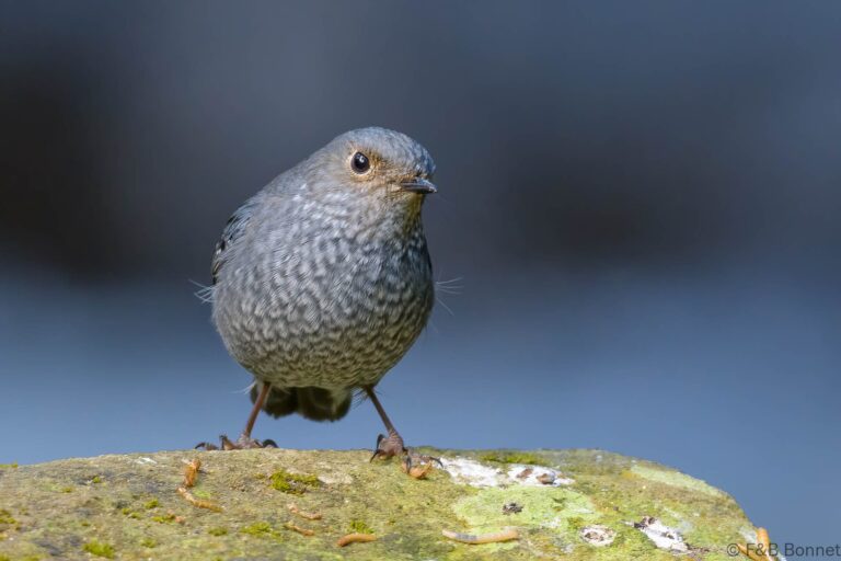 Plumbeous Water Redstart_Thailand-5