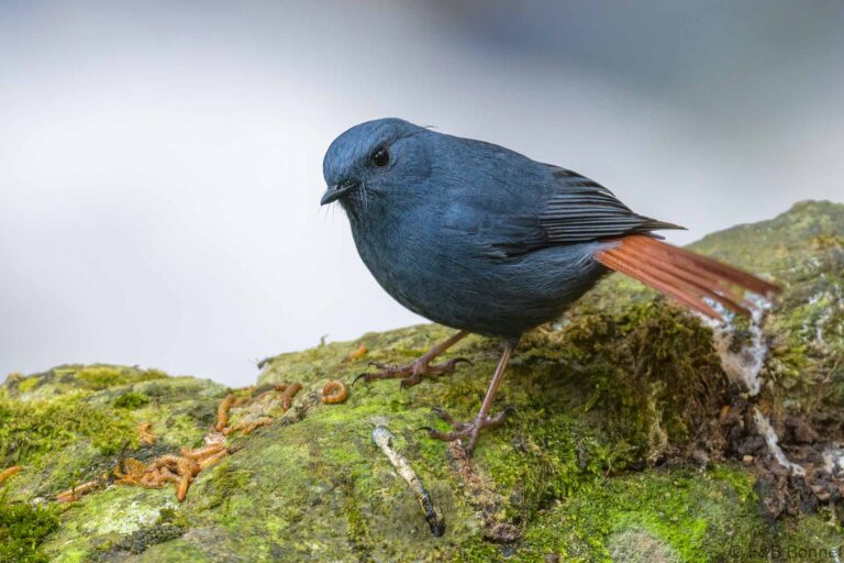 Plumbeous Water Redstart_Thailand-7