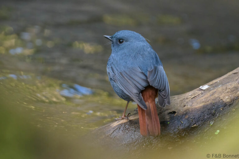 Plumbeous Water Redstart_Thailand-8