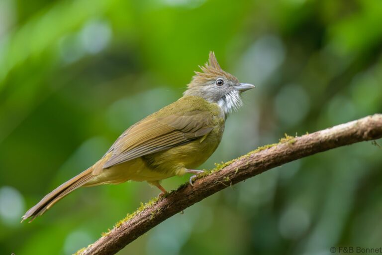 Puff-throated Bulbul_Thailand-4