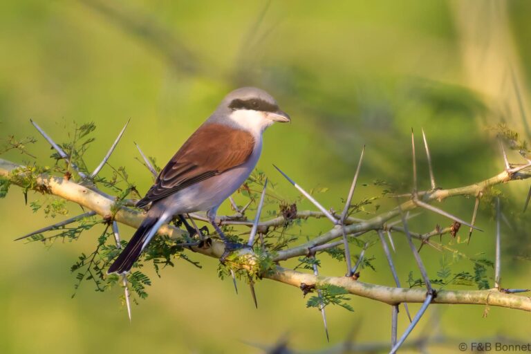Red-backed Shrike_South Africa-1