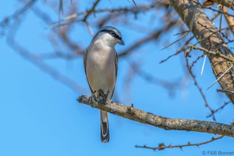 Red-backed Shrike_South Africa-2