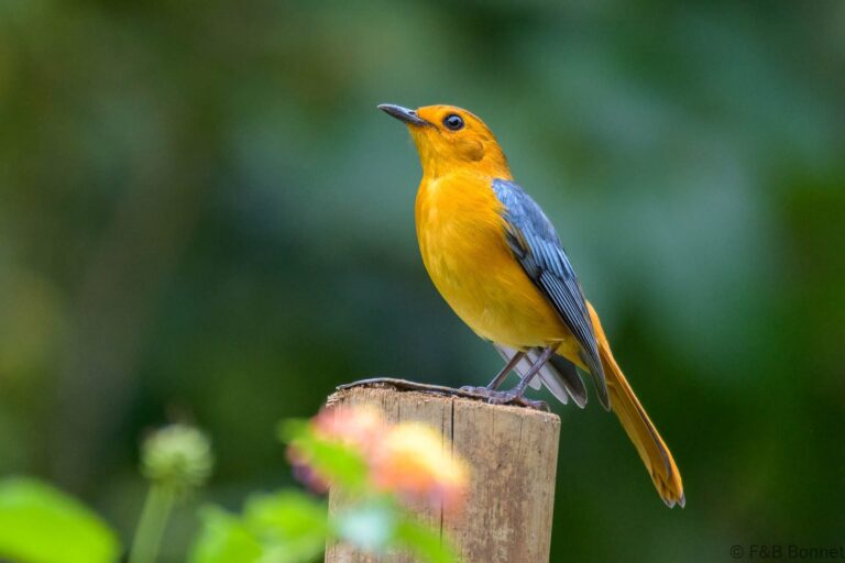 Red-capped Robin-chat_South Africa-1