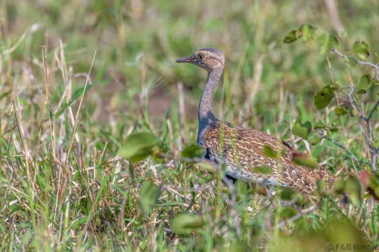Red-crested Korhaan_South Africa-2