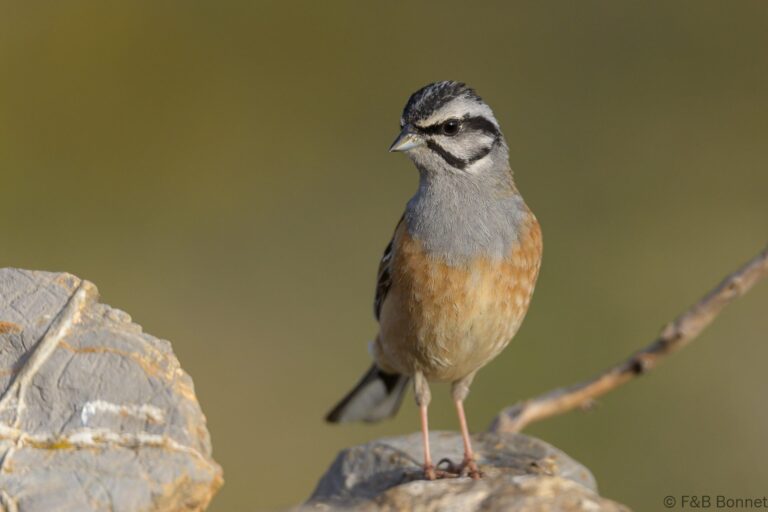 Rock Bunting_Spain-5